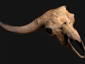 Bull Cow Skull 3D Model