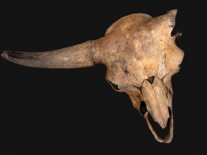 Bull Cow Skull 3D Model