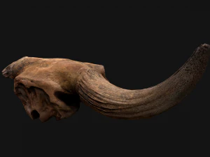 Bull Cow Skull 3D Model
