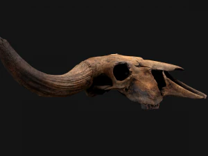Bull Cow Skull 3D Model