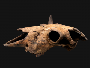 Bull Cow Skull Modelo 3D