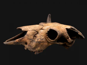 Bull Cow Skull 3D Model