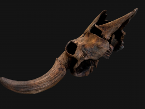 Bull Cow Skull Modelo 3D