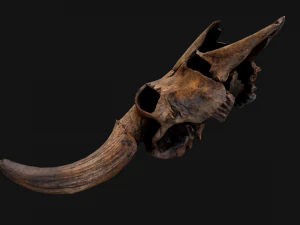 Bull Cow Skull 3D Model