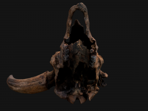 Bull Cow Skull Modelo 3D