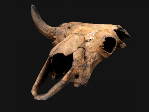 Bull Cow Skull 3D Model