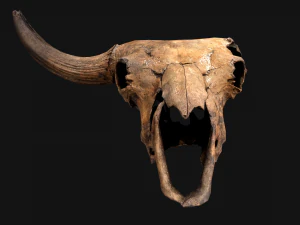 Bull Cow Skull 3D Model