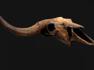 Bull Cow Skull 3D Model