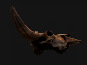 Bull Cow Skull 3D Model