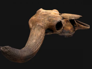Bull Cow Skull 3D Model