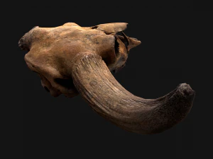 Bull Cow Skull 3D Model