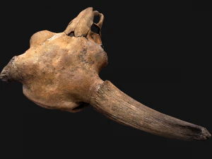 Bull Cow Skull 3D Model