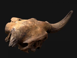 Bull Cow Skull 3D Model