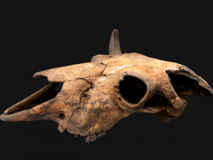 Bull Cow Skull Modelo 3D