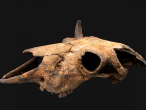 Bull Cow Skull 3D Model