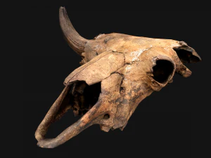 Bull Cow Skull 3D Model