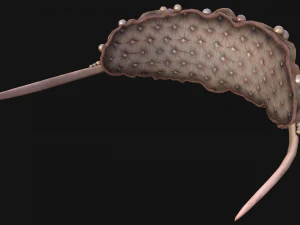 Sea Crown Mermaid Hair Band 3D Model