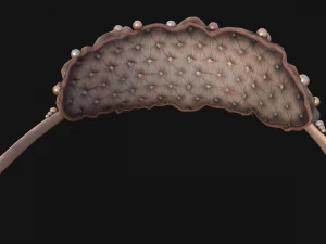 Sea Crown Mermaid Hair Band 3D Model