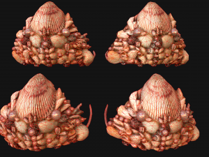 Barbie Crown Seashell Tiara Modello 3D