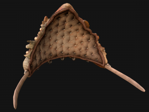 Barbie Crown Seashell Tiara Modello 3D