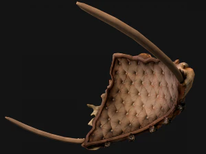 Crown Seashell Tiara Sea Princess Ocean Queen Headdress 3D Model