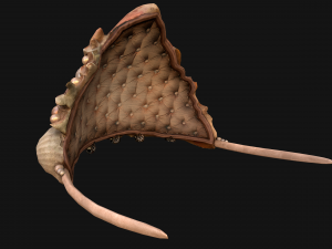 Barbie Crown Seashell Tiara Modello 3D