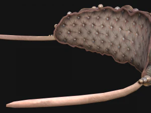 क्वीन क्राउन प्रिंसेस टियारा सेट 3D मॉडल