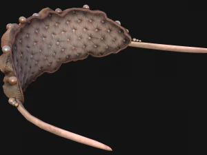 क्वीन क्राउन प्रिंसेस टियारा सेट 3D मॉडल