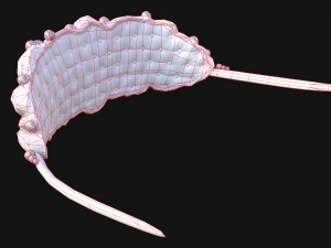 क्वीन क्राउन प्रिंसेस टियारा सेट 3D मॉडल