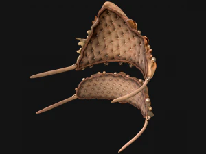 क्वीन क्राउन प्रिंसेस टियारा सेट 3D मॉडल