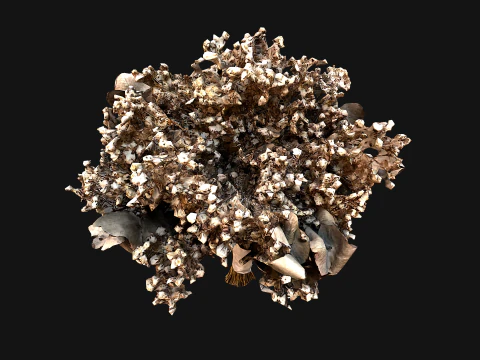 Wedding Bouquet Dried Flowers Bride 3D Model