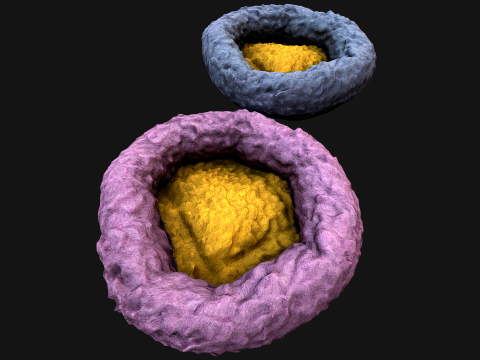 Bed for Pet Rodent Hamster Dogs Cats 3D Model