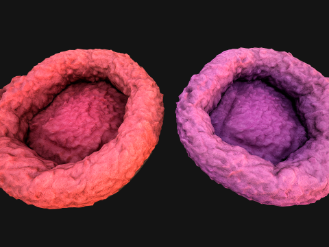 Bed for Pet Hamster Rodent Rat 3D Model
