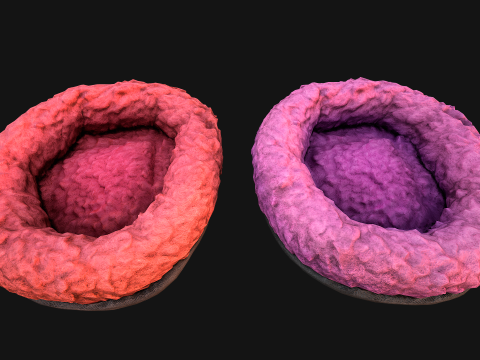 Bed for Pet Hamster Rodent Rat 3D Model
