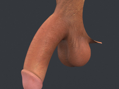 Realistic Male Penis 3D 모델