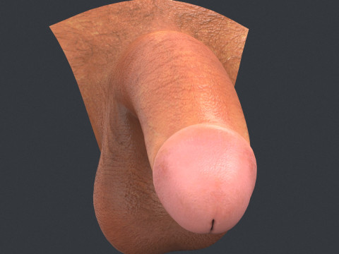 Realistic Male Penis 3D 모델