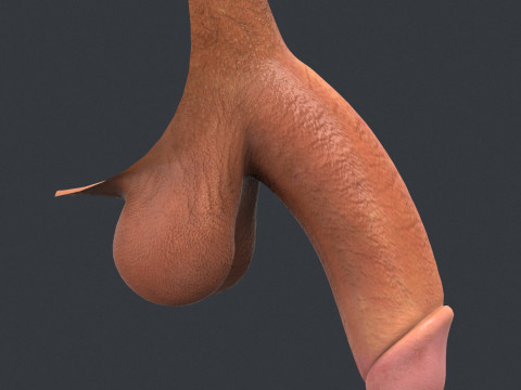 Realistic Male Penis 3D 모델