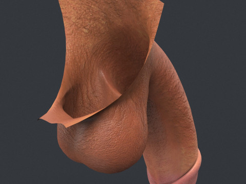 Realistic Male Penis 3D 모델