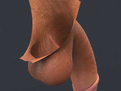 Realistic Male Penis 3D Model