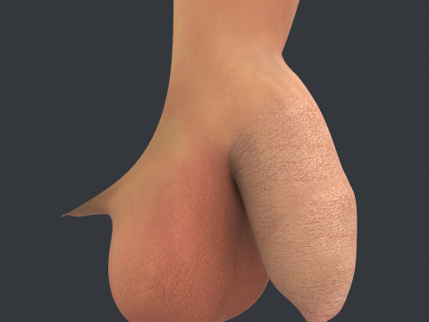 Uncircumcised Male Penis Model 3D