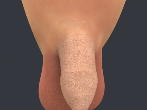 Uncircumcised Male Penis 3D Model