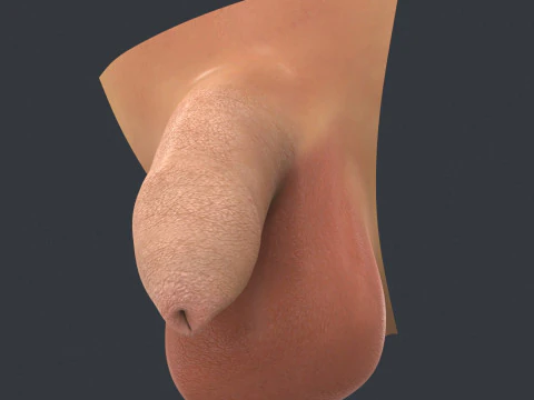 Uncircumcised Male Penis 3D Model
