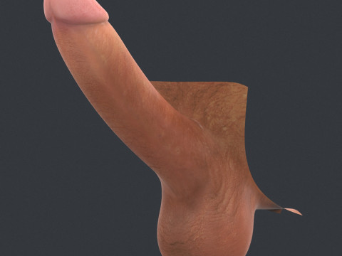 Realistic Man Erect Penis Modèle 3D