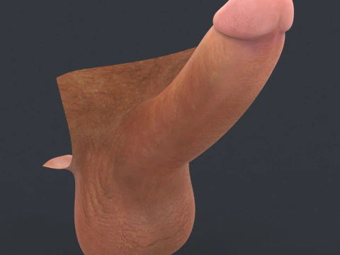 Realistic Man Erect Penis 3D Model