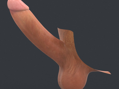 Realistic Man Erect Penis Modèle 3D