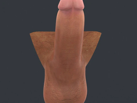 Realistic Man Erect Penis 3D Model