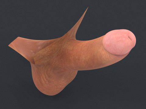 Realistic Man Erect Penis Modèle 3D