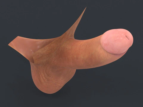Realistic Man Erect Penis 3D Model