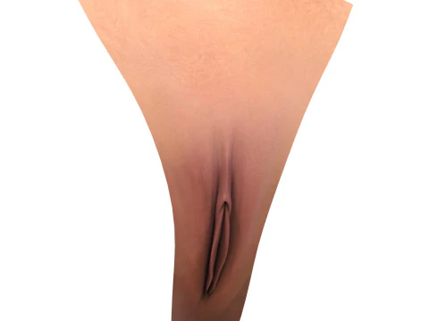 Realistic Female Vagina 3D Model
