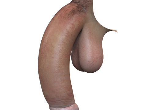 Realistic Adult Man Penis 3D Model
